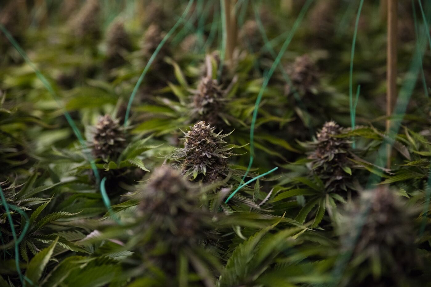 ●SEA OF GREEN Use the Sea of Green (SOG) Method to Maximize Yield | HSC