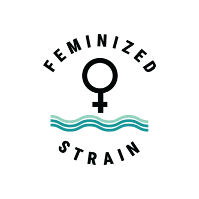 OG Kush Cannabis Seeds