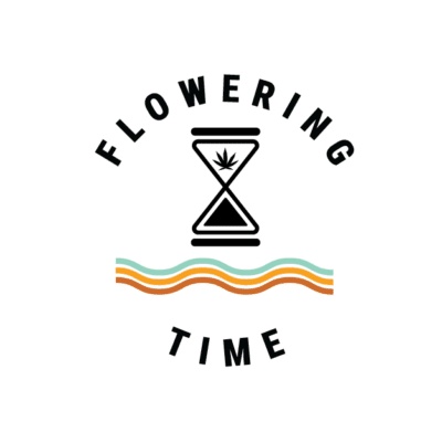 OG Kush Cannabis Seeds