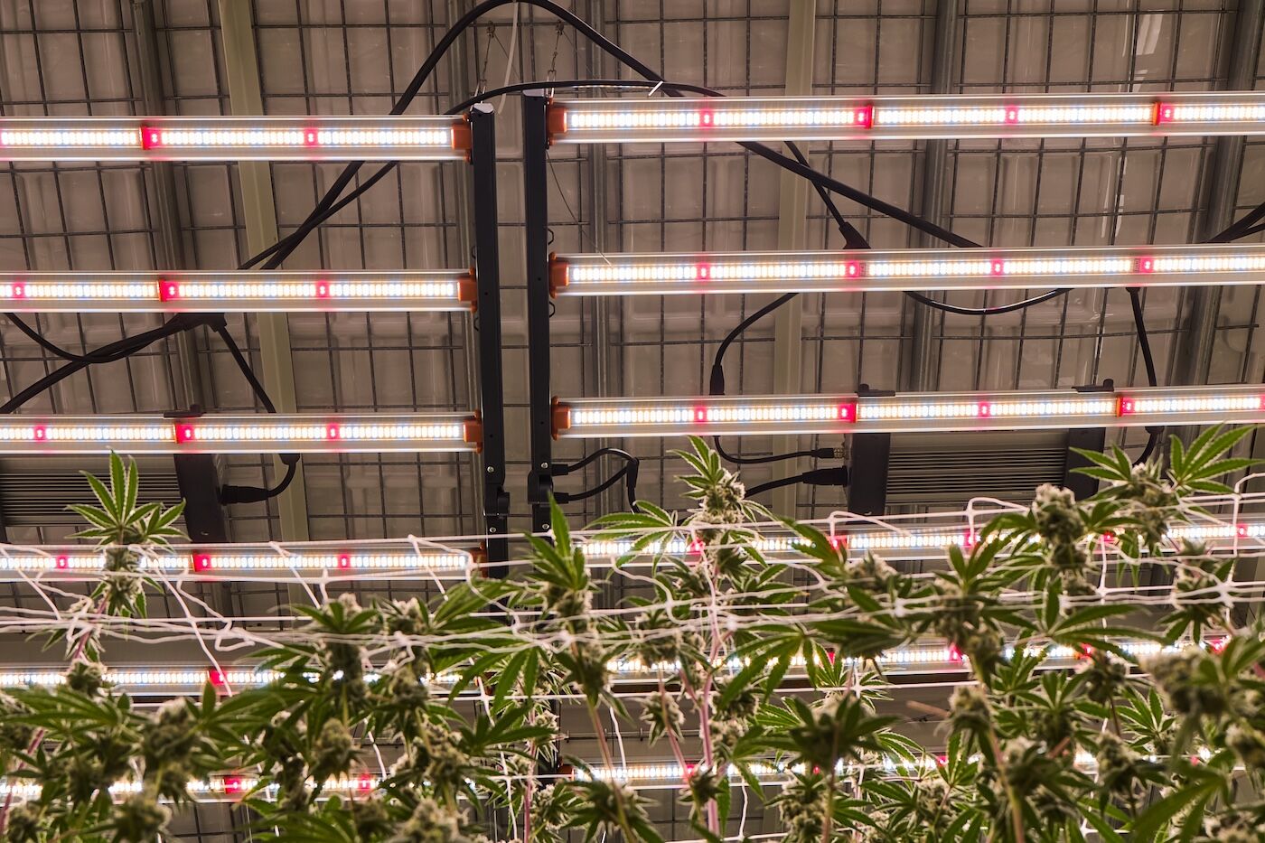 Guía para principiantes sobre el cultivo de cannabis en interior - Semillas  de Marihuana | Humboldt Seed Company, image size:1400x933