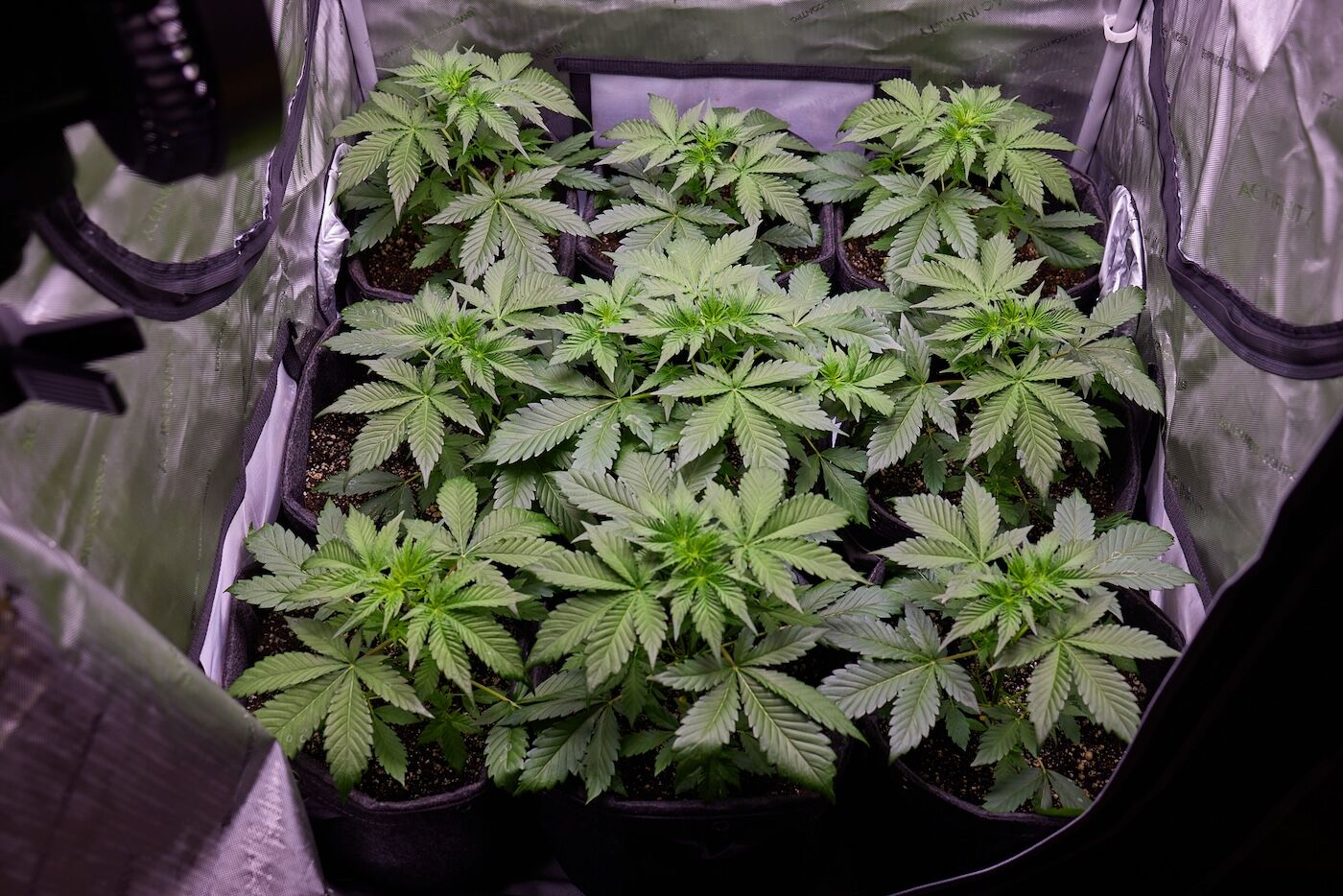 Timelapse de cannabis - De semilla a cosecha - Todo orgánico - Interior  2024 - 132 días - 1.25 lbs, image size:1400x934