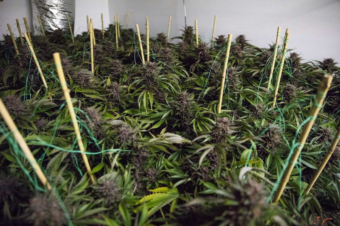 ●SEA OF GREEN Use the Sea of Green (SOG) Method to Maximize Yield | HSC