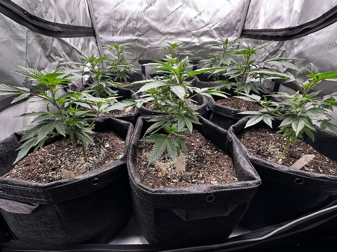 Guía para principiantes sobre el cultivo de cannabis en interior - Semillas  de Marihuana | Humboldt Seed Company, image size:1400x1050