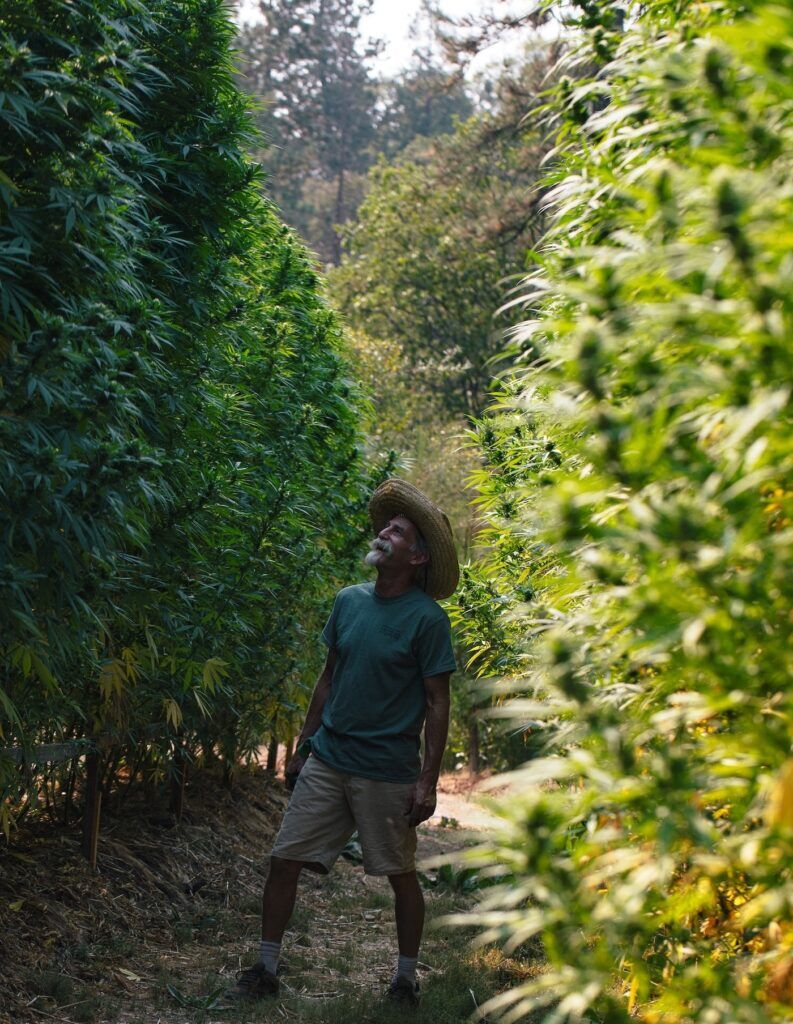 Cómo cultivar plantas de marihuana increíblemente grandes | Humboldt Seed  Co., image size:793x1024