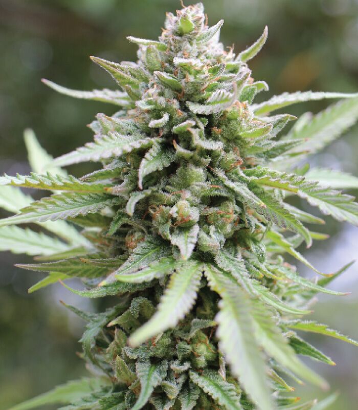 Lemongrass Lemongrass Strain cannabis flower