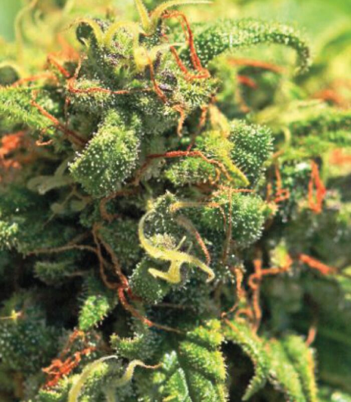 Pineapple-Upside-Down-Cake Flor de cannabis Pineapple Upside Down Cake Strain