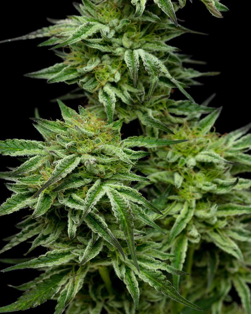 Mountaintop Mint Strain cannabis flower