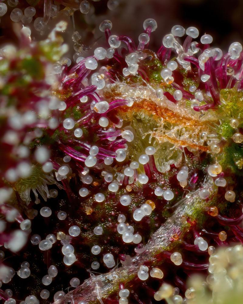 Squirt cannabis trichomes