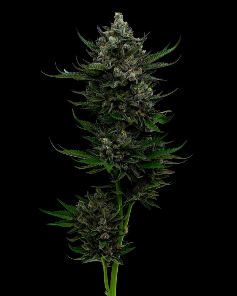 All Gas OG Strain cannabis flower