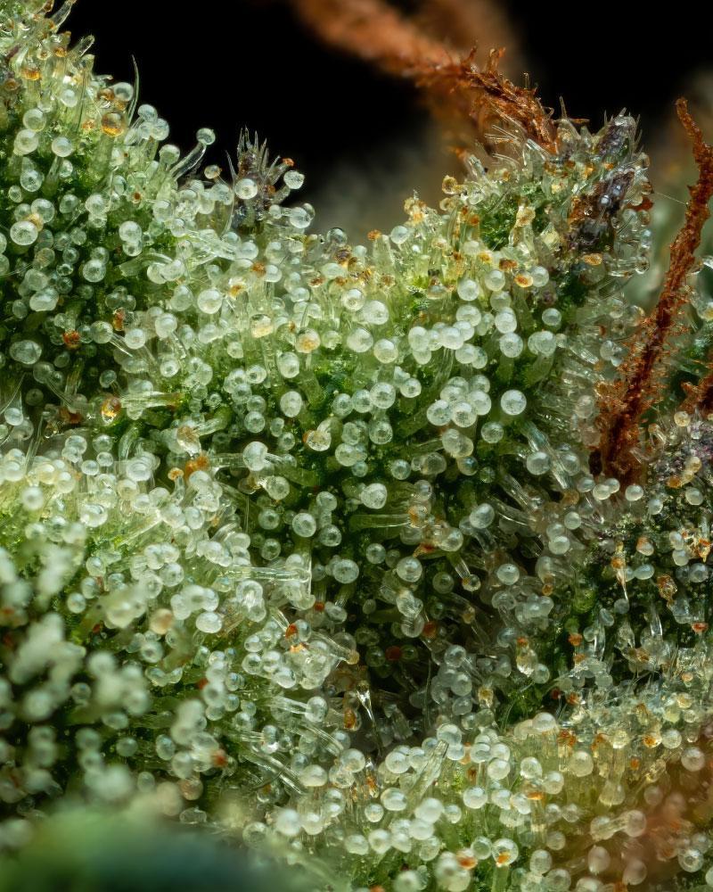 Collie Man Kush cannabis trichomes