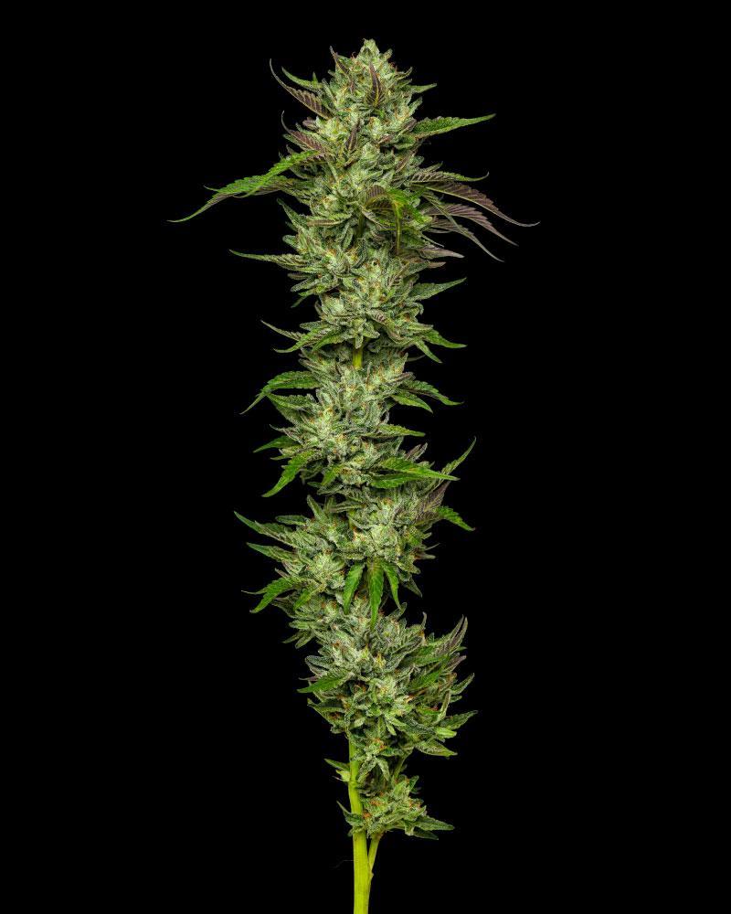 Collie Man Kush cannabis flower