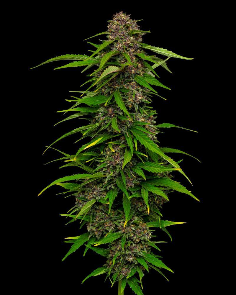 Squirt cannabis flower