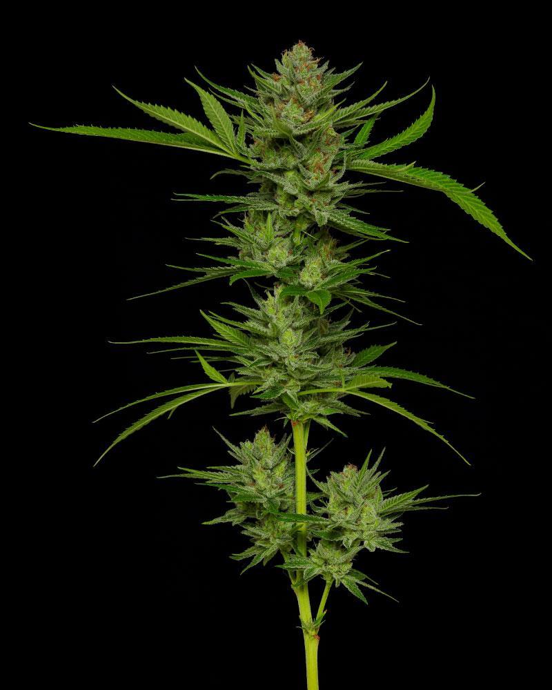 slightly stoopid stoopid fruits cannabis flower