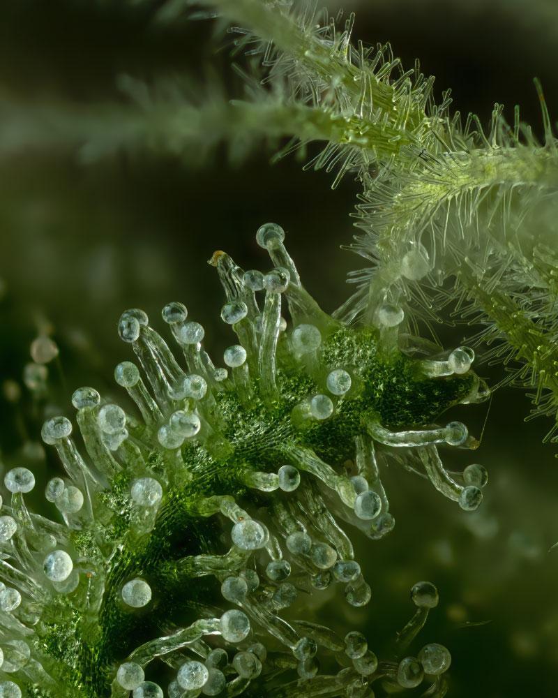 slightly stoopid stoopid fruits cannabis trichomes
