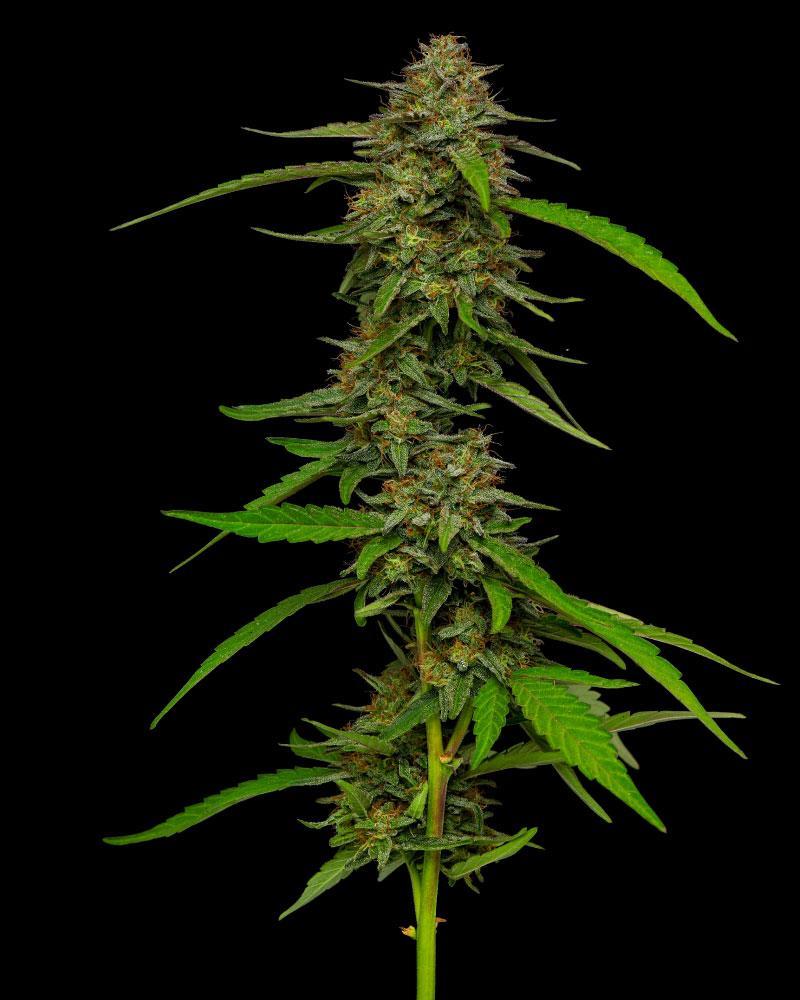 Strawberry Cheesecake cannabis flower nug and leaves