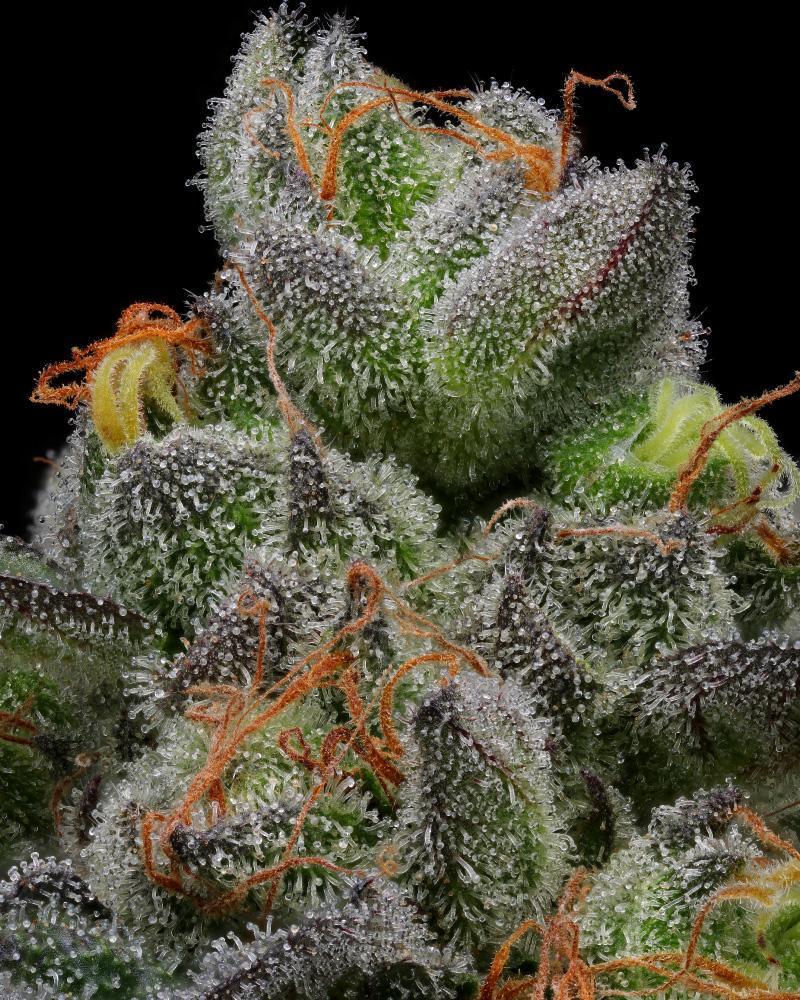 Caramel Cream Caramel Cream cannabis bloem trichomen en stampers