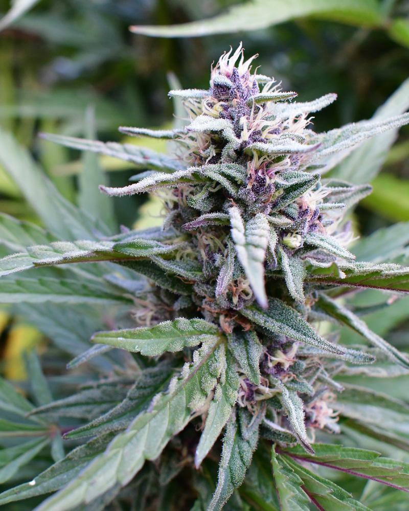 Hi-biscus Hi-biscus cannabis flower