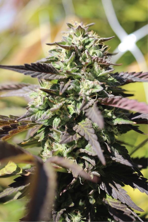 Chunkadelic Cannabis Blume