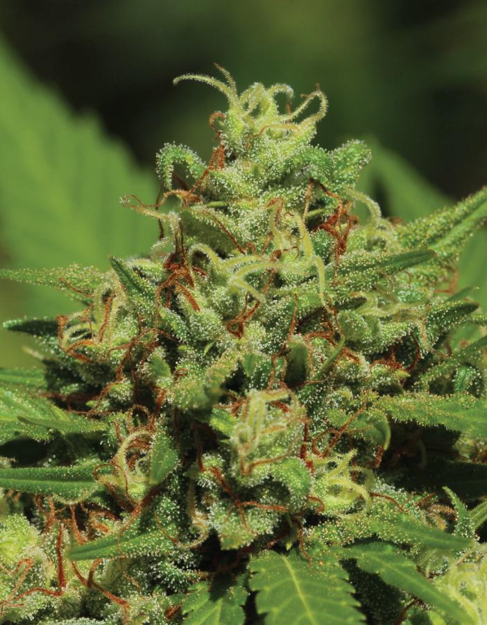 Emerald Fire OG Emerald Fire OG cannabis flower