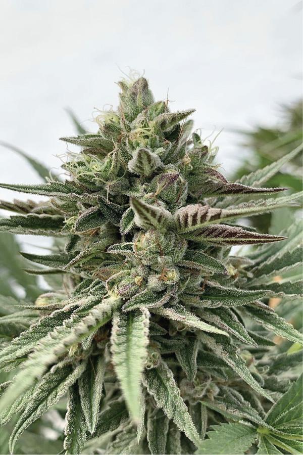 Humboldt Pound Cake Humboldt Pound Cake cannabis flower