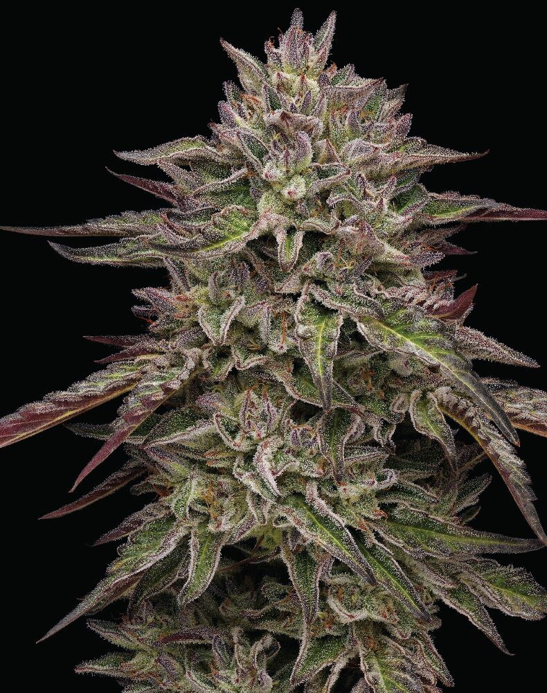 Royal highness strain photo Flor de cannabis Royal highness
