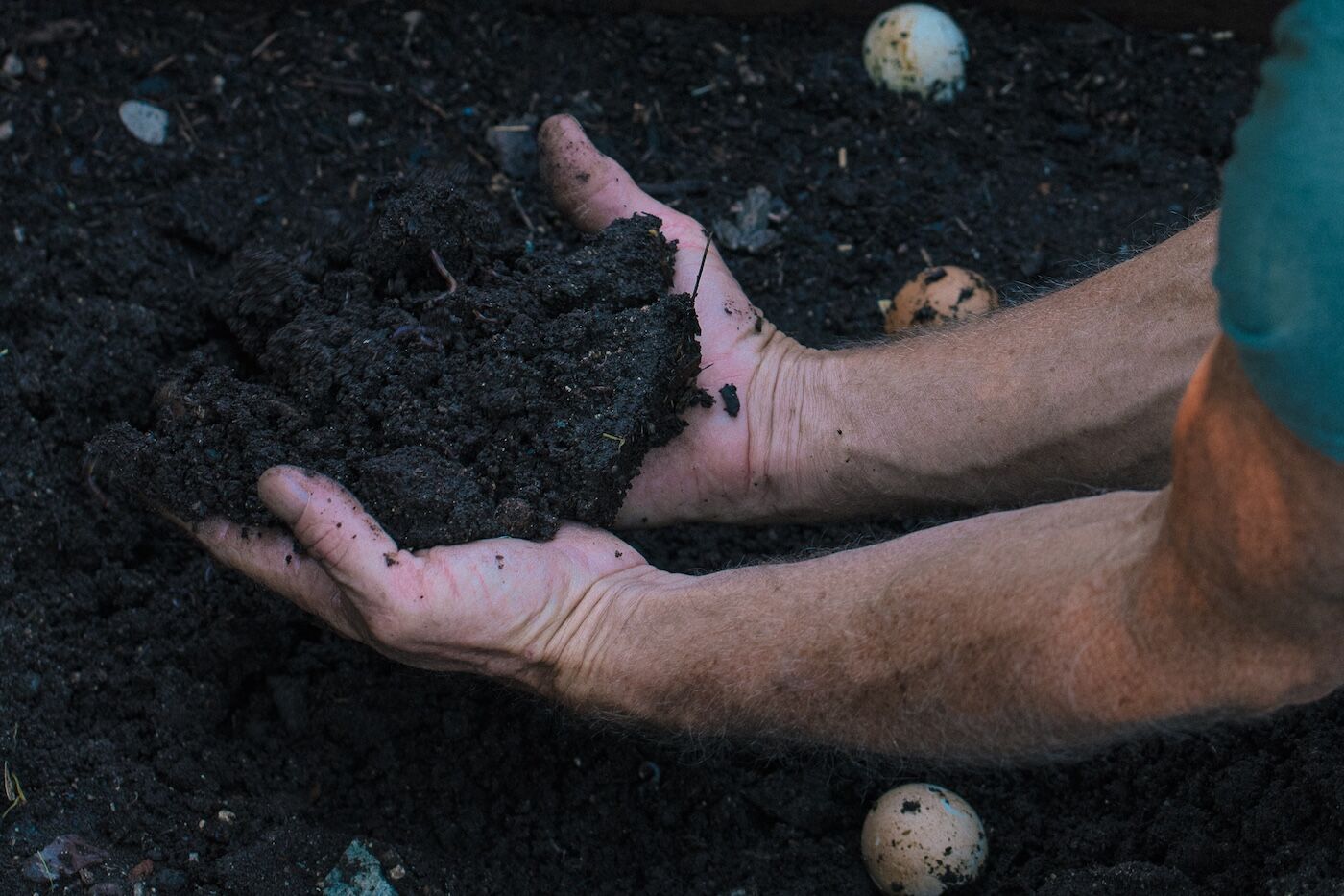 man with two hands in rich dark cannabis soil