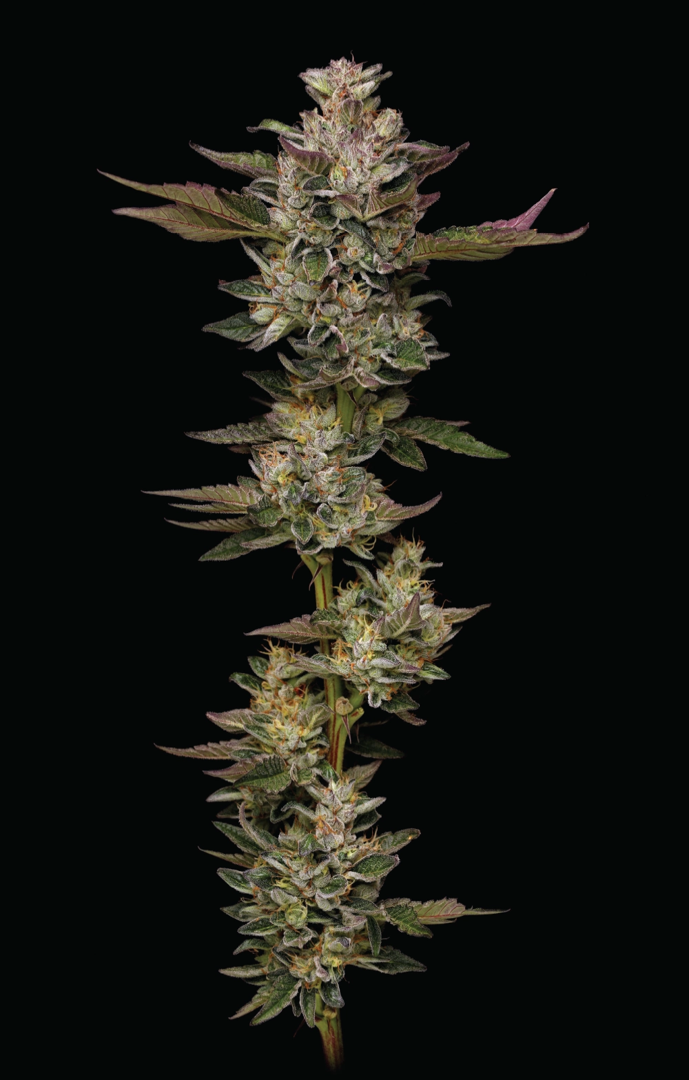 Donutz Cannabis Soorten