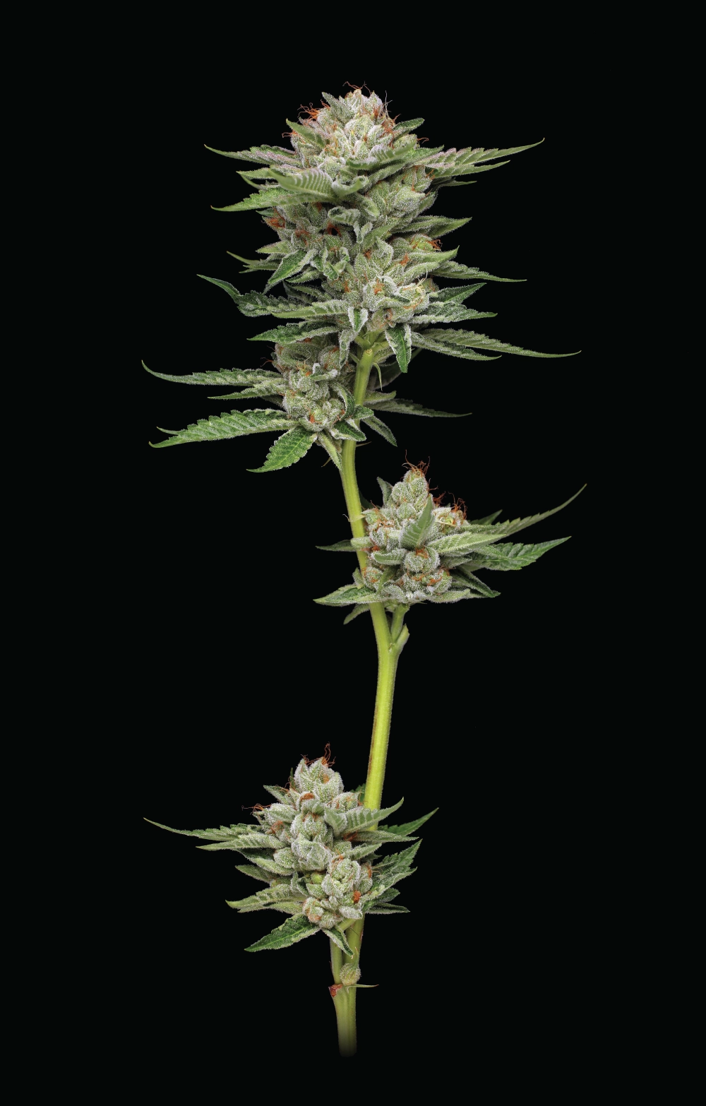 Durban Poison