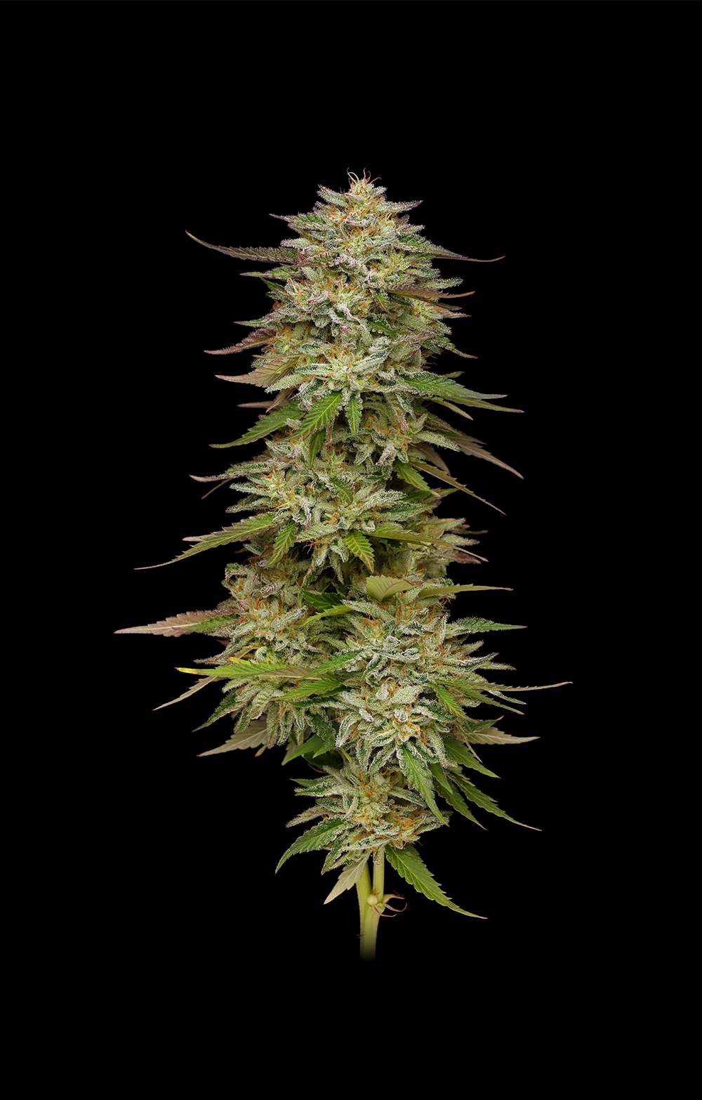 Graines de cannabis Golden Sands