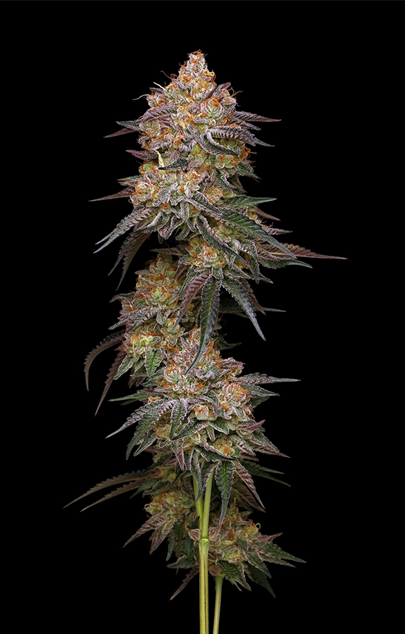 Granny Candy Strain Flower
