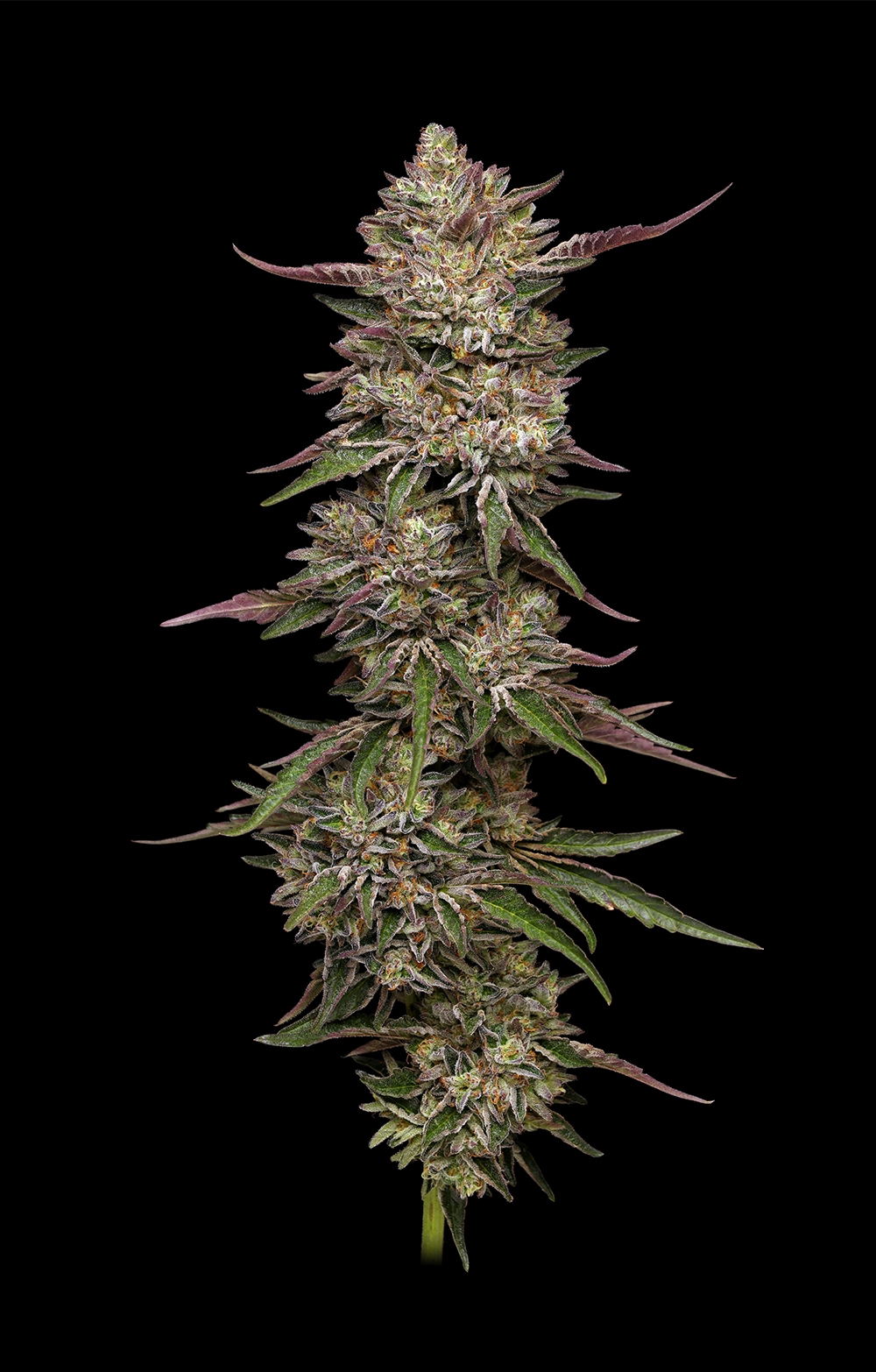 Guzzlerz Cannabis-Sorte