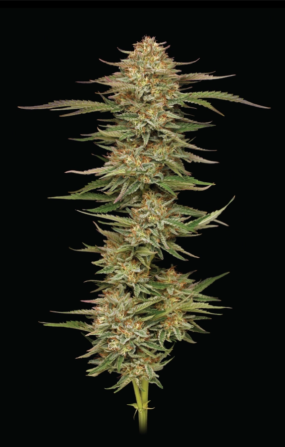 Orange Creampop Cannabis Strain