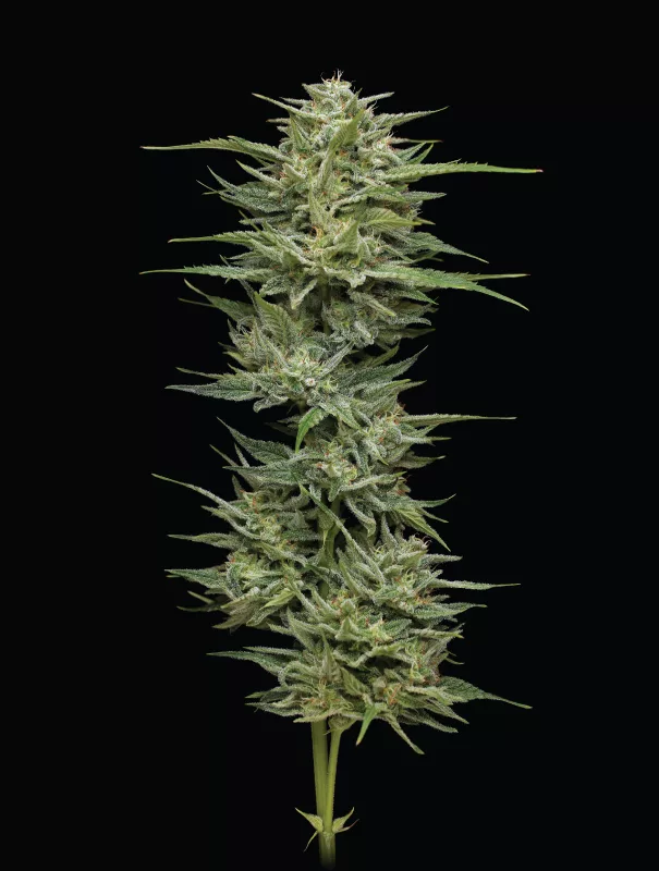 Variedad de cannabis Hella Jelly