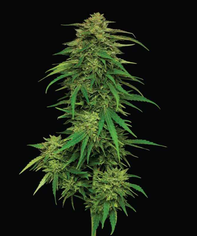 Mango Sherbert Cannabis Strain