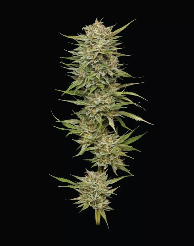 OG Kush Cannabis Seeds