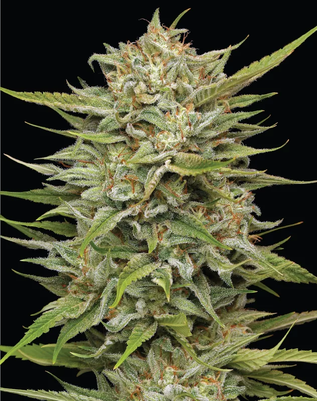 OG Kush Cannabis Seeds