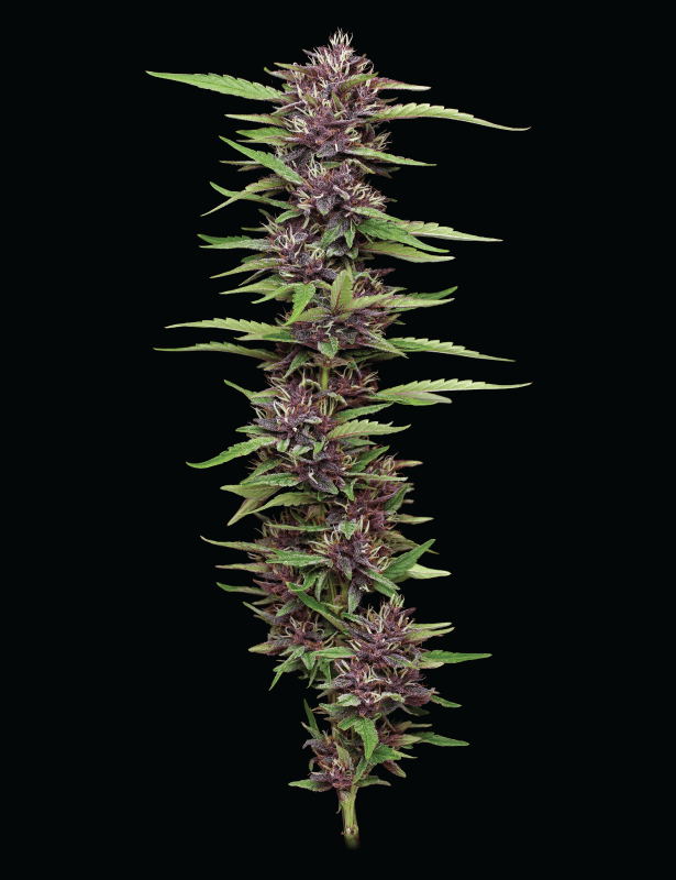 PPD Cannabis Strain