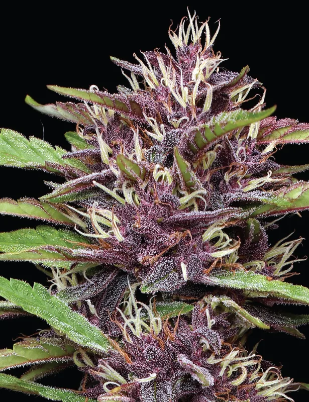 PPD Cannabis Strain