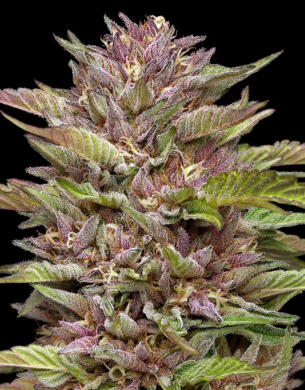 Pineapple Muffin Cannabis Strain