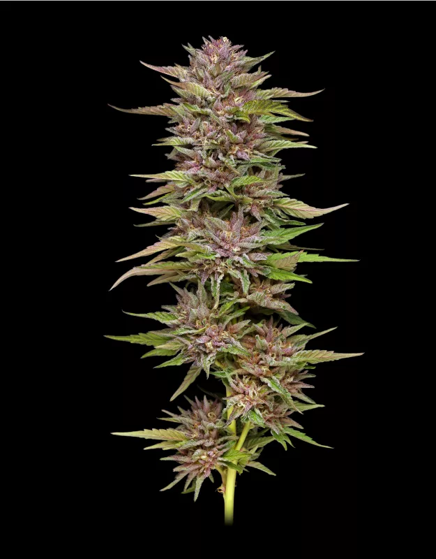 Pineapple Muffin Cannabis Strain