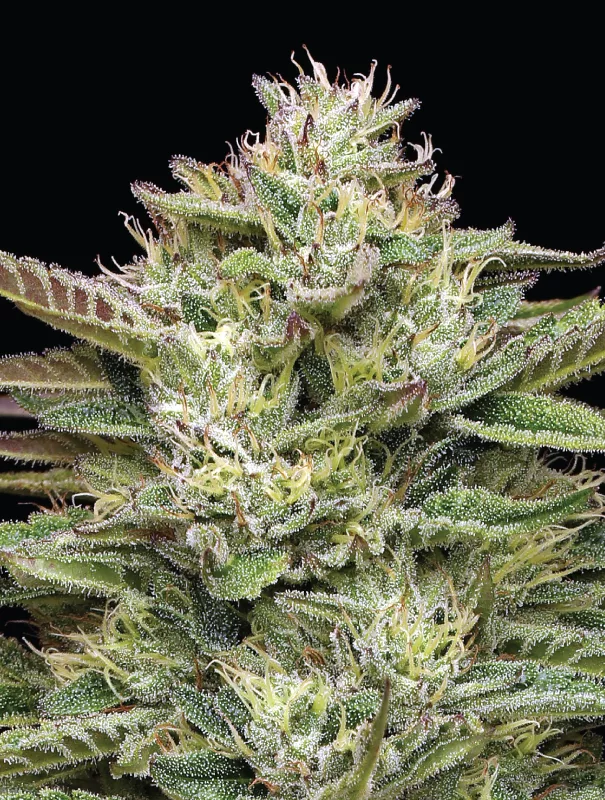 Blueberry Cupcake Cannabis-Sorte