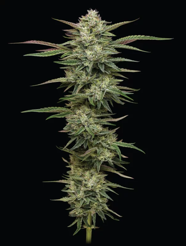 Blaues Unkraut Stamm Blueberry Cupcake Cannabis-Stamm