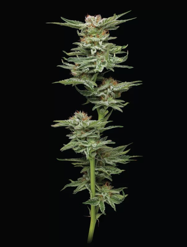 Blueberry Muffin Cannabis Strain