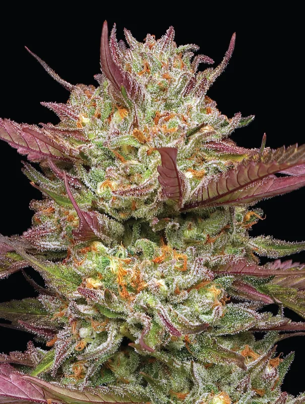 Blueberry Pancakes Cannabis Strain