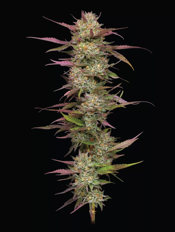 Blueberry Pfannkuchen Cannabis-Sorte lila Gras