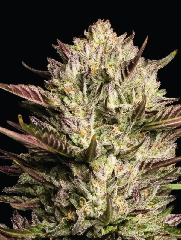 Cali Octane Cannabis Strain