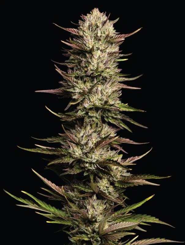 Cali Octane Cannabis Strain