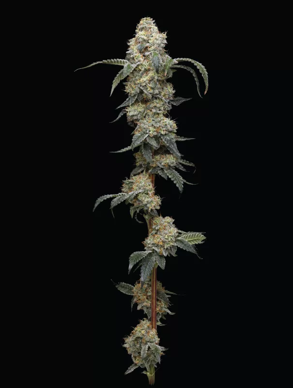 Farmers Daughter Cannabis Strain