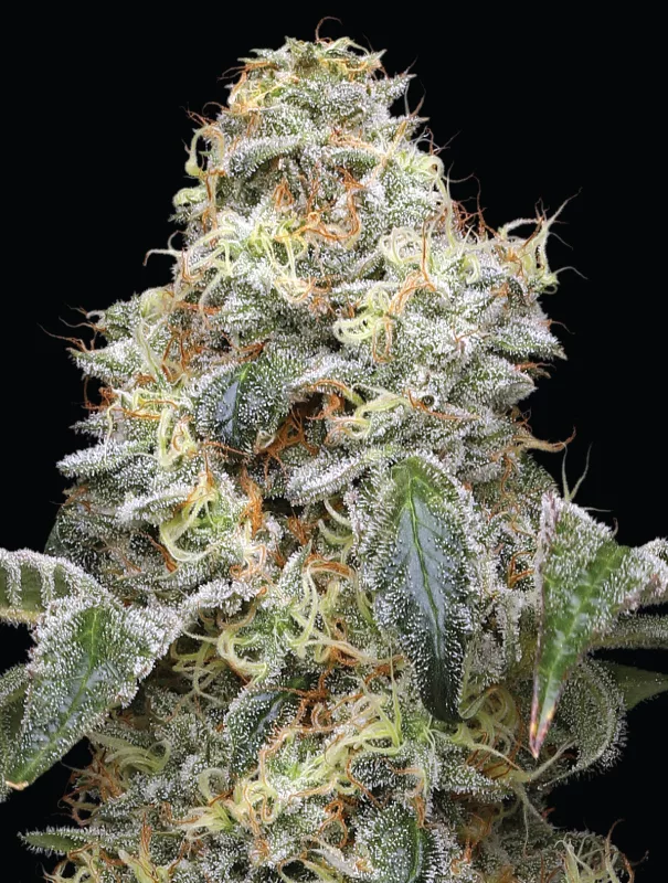 Farmers Daughter Cannabis Strain