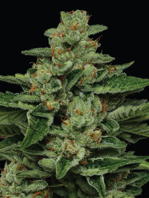 Fortune Cookie Cannabis Seeds Fortune Cookie Cannabis Seeds